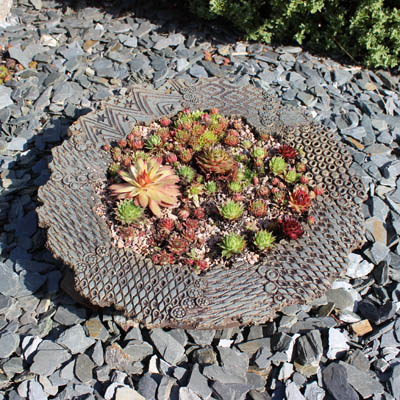Large Sempervivum Dish