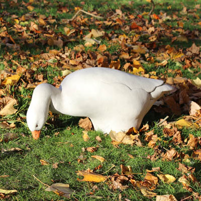 Grazing Goose